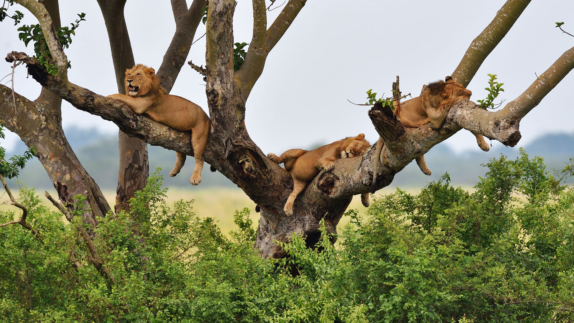 tree climbing lions