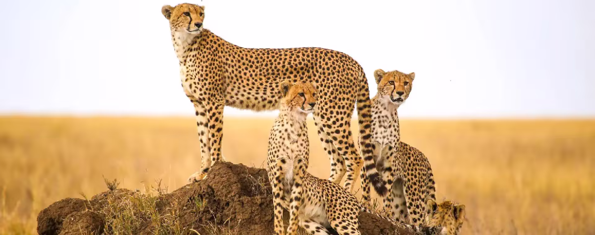 Naivasha & Masai Mara