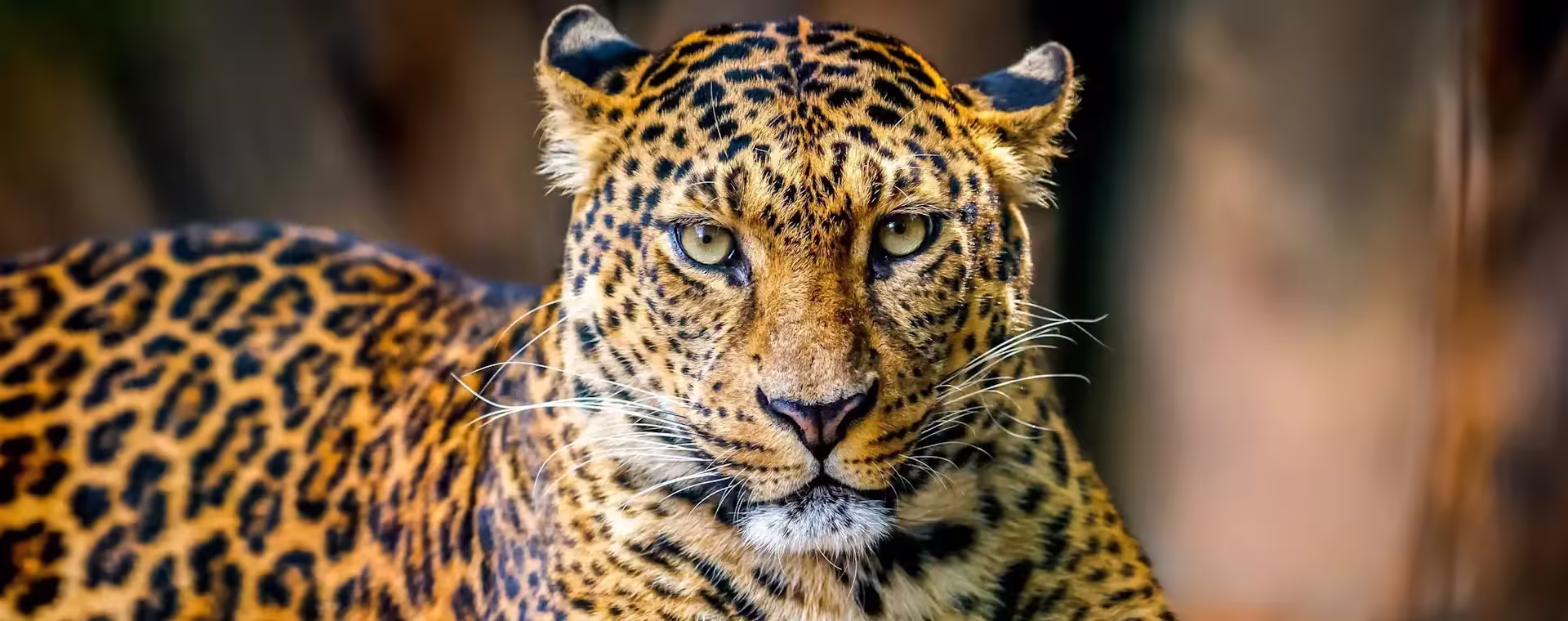 big cat trail zambia